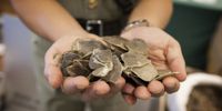 Benson Lee, Group Head of the Marine Enforcement Hong Kong Customs and Excise Department, holds up endangered pangolin scales seized during an anti-sea smuggling operation, at a Hong Kong Customs in Kwai Chung, Hong Kong, China, 31 October 2013. (Photo: EPA/ALEX HOFFORD)