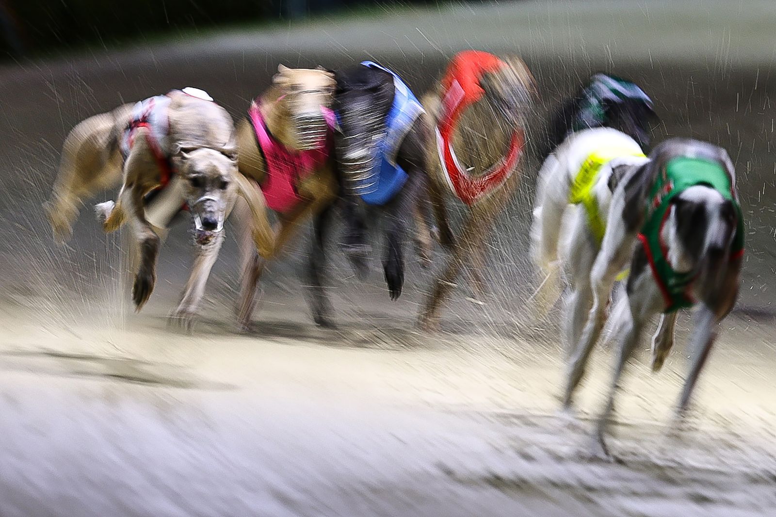 Greyhound racing