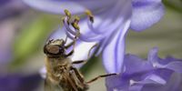 Bees can see colours and this one is attracted to the purple flower of this Agapanthus. Photographer: Caroline Rowbottom