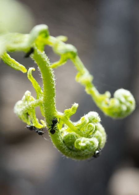 Let me tell you about the ants