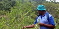 Lufuno Konanani collects seeds from the critically endangered Brackenridgea zanguebarica in Limpopo province. Credit SANBI