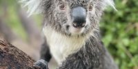 After rain. (Female) koala in Adelaide, Australia.  Photographer: Anne Chappel