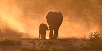We need to look beyond the traditional management of biodiversity in isolation and consider the role of elephants in wider society. (Photo: Rob Slotow)