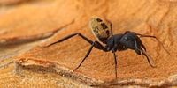 Camponotus fulvopilosus in Goegap Nature Reserve (Namaqualand, South Africa) . (Image: Wikemedia / Javier Abalos Wildlife) 