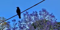 ‘Bird on a wire’ … with Aussi Jacarandas