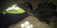Counting leatherback eggs and taking a few out to be measured before replacing them. (Photo: Chris Nolte)