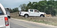 An off-road tourist brazenly engages with a lioness by sticking his arm out his open window for a close-up photo opportunity in the Kruger Natioal Park. (Photo: Kruger Sightings / Facebook)
