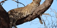 Early morning at Erindi private game reserve, Namibia.