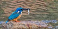 Mealtime for a Half-collared Kingfisher. Photographer: Edward Alexander Moss (Ted Moss)<br>P4U_readersubmission_20250214