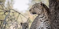 The Cat and the Cub, Sabi Sands. CREDIT: Clint Ralph