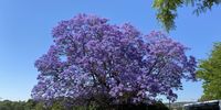 Giant Jacaranda. Photographer: Anne Roache