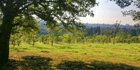 New Forest Growing – Delta Park Johannesburg</p>
<p>