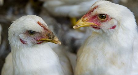 Zero-rating foods, petrol price hikes supercharge a debate day