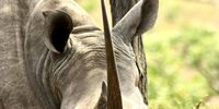 A horned white rhino.  <br>(Photo: Tim Kuiper)