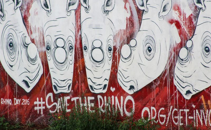 R10m windfall for African conservation after Australian ‘rhino rescue' plan folds up