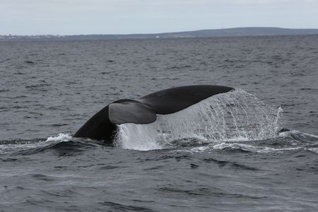 Leaps of joy – seeing whales for the first time in Hermanus