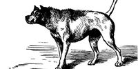 Darwin's animals