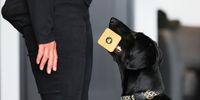 NEW YORK, NEW YORK - JUNE 16:  Lita, a Black Lab, retrieves a toy  during a press preview for the 146th Westminster Kennel Club Dog Show at the Hudson Yards on June 16, 2022 in New York City. The show will run from June 18th until June 22th at the Lyndhurst Estate in Tarrytown, New York. There will be over 3,500 dogs with over 200 breeds competing in three different competitions. (Photo by Michael M. Santiago/Getty Images)
