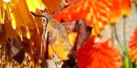An African Hummingbird Moth. Photographer: Vivienne Purvis