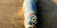 Andisa-Fish