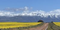 Heavenly view through the Canola.