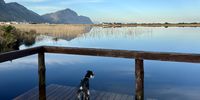 [Grootvlei Betty's Bay - Nunu on jetty emerging from the full lake after excessive rain]. Photographer: [Francois Swart].