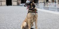 PARIS, FRANCE - JULY 26: United Arab Emirates Police patrol's  sniffer dog is seen in front of the Louvre ahead of the opening ceremony of the Olympic Games Paris 2024 on July 26, 2024 in Paris, France. (Photo by Richard Pelham/Getty Images)