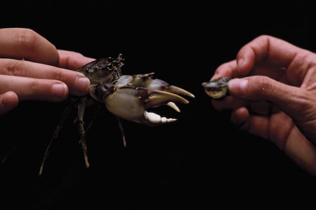 Snail hunting in Lake Tanganyika and the puzzle of deep time