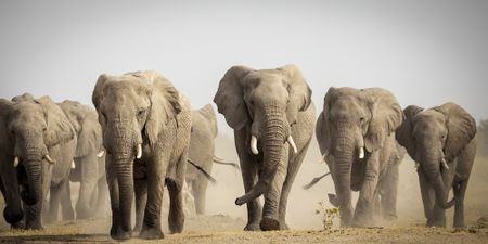 Documentary explores elephant issues in Botswana from a pro-hunting perspective