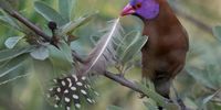 I thought that you might like this photo of a violet eared waxbill in the Pilanesberg Game Reserve in north west.