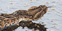 Bernard DUPONT<br>Puff Adder (Bitis arietans)<br>H1-3 Road South of Satara, Kruger NP, SOUTH AFRICA