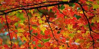 Leaf "Peeper" time in Maine, USA. Photographer: Brian Kent