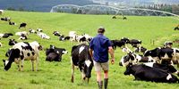 KZN dairy farmers face massive losses amid the ravages of foot and mouth disease