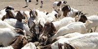 Feeding time in one of the camps at Volstruisleegte Farm, the goats come running as soon as someone walks through the gate with a sack. Up to four batches of food have to be mixed a day to keep up with the farms demands. Willowmore, Eastern Cape, 22 September 2021. (Photo: John Hogg)