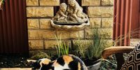 Gillian Goodchild-Brown<br>The famous cat Clementine at an amazing restaurant Clementines in Clarens<br>Clarens