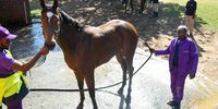 DURBAN, SOUTH AFRICA - JULY 02: Washing horses during the Hollywoodbets Durban July 2022 at Hollywoodbets Greyville Racecourse on July 02, 2022 in Durban, South Africa. (Photo by Darren Stewart/Gallo Images)
