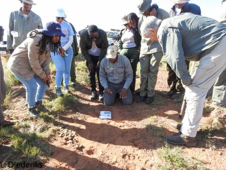 Paws and effect — how mouse footprints could give clues to climate change