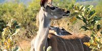 Kudu ewe, Kruger National Park.