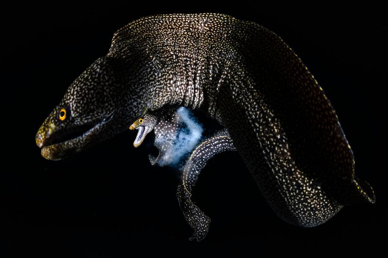 INPICTURES: Wildlife photographer of the year 2026 winners