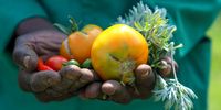 An array of tomatoes grown at the garden, alongside chillies, kale, umhlonyane and cabbage, among other vegetables. (Photo: Sandile Nkomo / GDARDE)