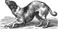 Darwin's animals