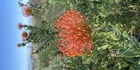 Pincushion protea in full glory.  