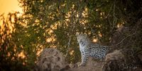 Sunset cat. Image: Clint Ralph