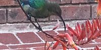 A Sunbird samples some tasty treats in a Strandfontein garden! Image: Gary Van Dyk