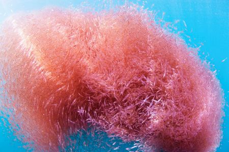 The krill crisis — why the Southern Ocean’s most critical species is under threat