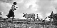 A woman sows seeds while young men plough the fields. (Photo: Amnesty International / Pierrot Men)