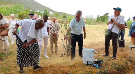 Planting justice — why an olive grove honouring anti-apartheid heroes matters for SA’s future