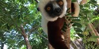 Friendly citizen of our shared planet. (Coquerel's Sifaka, for those who need to know). Image: Len de Beer<br>