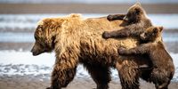 "Holding on for a ride." After a nap, the mother brown bear wanted to go for a walk, but the cubs wanted a free ride. Lake Clark National Park. <br>United States. (Photo: Alexander Fine) 