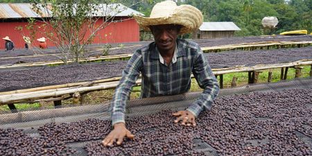 Ethiopian coffee industry under stress as geopolitical effects of war in distant Tigray start to bite